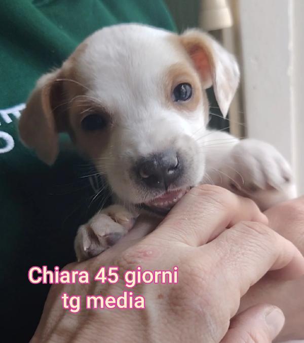 Cuccioli Di 2 Mesi In Rifugio 