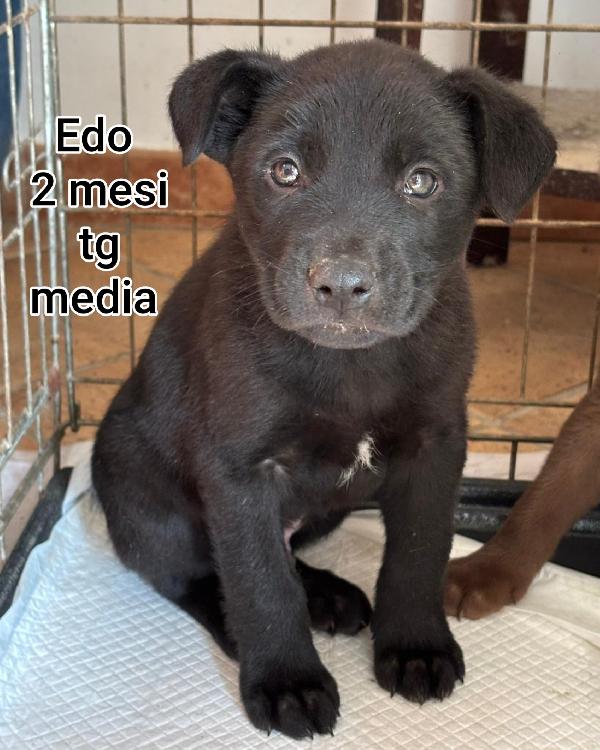 CUCCIOLI DI 2 MESI IN RIFUGIO  Foto 4