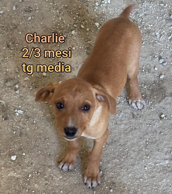 CUCCIOLI DI 2 MESI IN RIFUGIO  Foto 11