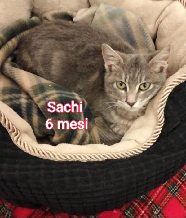 Telefona per salvare un micio  Foto 5