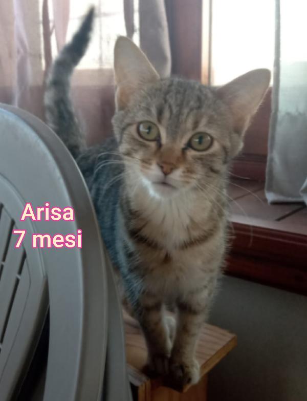 Telefona per salvare un micio  Foto 8