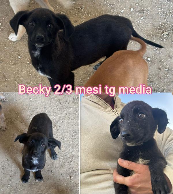 Due mesi: trovatelli taglia media Foto 8