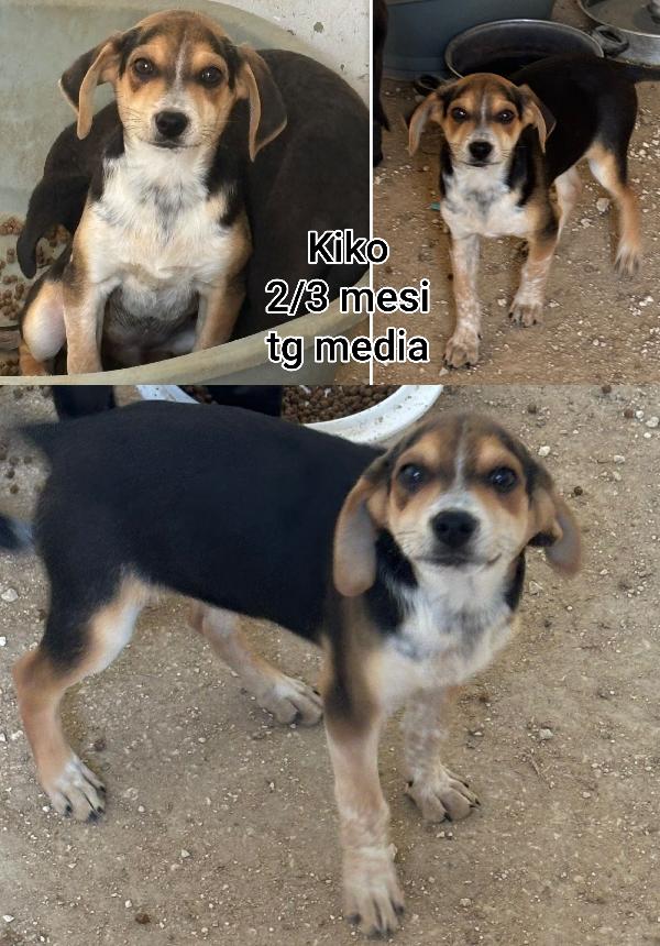 Due mesi: trovatelli taglia media Foto 11