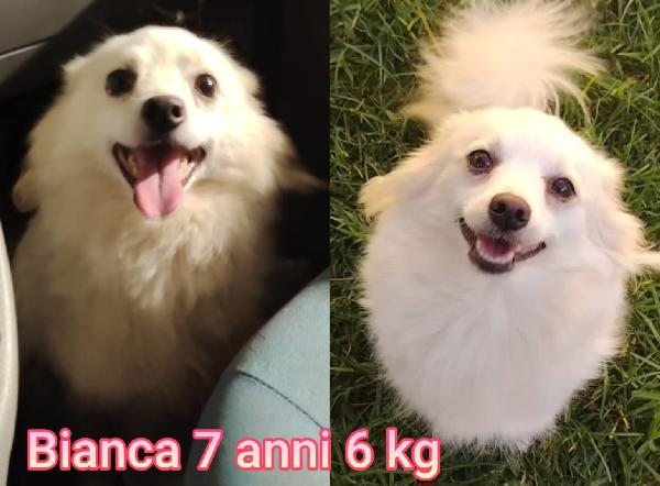 PICCOLI CAGNOLINI MAX 15 kg Foto 3