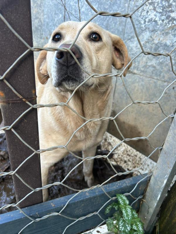 Sonia Splendida Simil Labrador Cerca Casa 