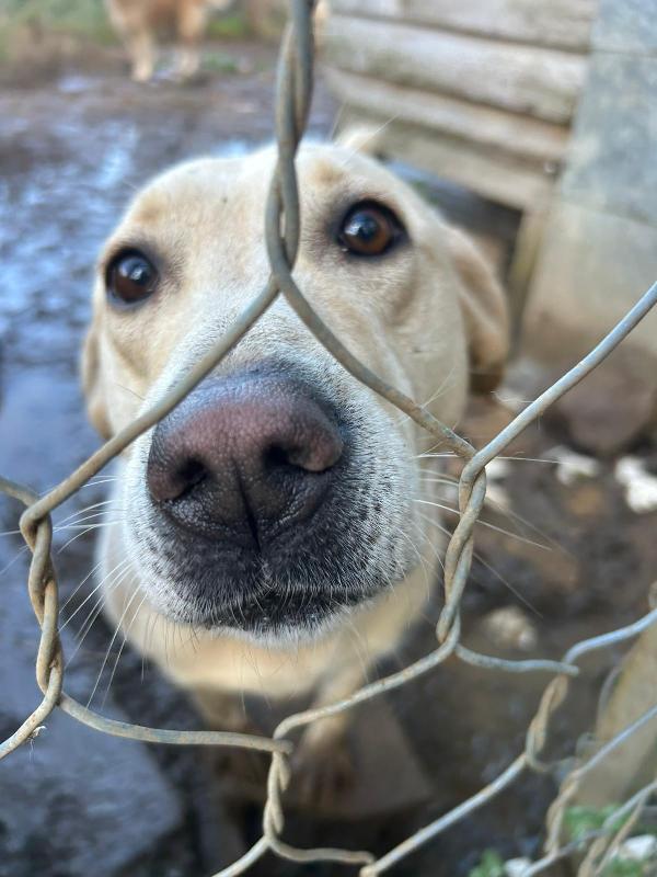 Sonia splendida simil Labrador cerca casa  Foto 2