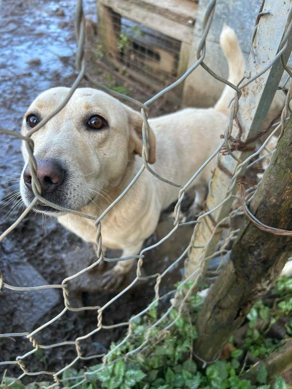 Sonia splendida simil Labrador cerca casa  Foto 3