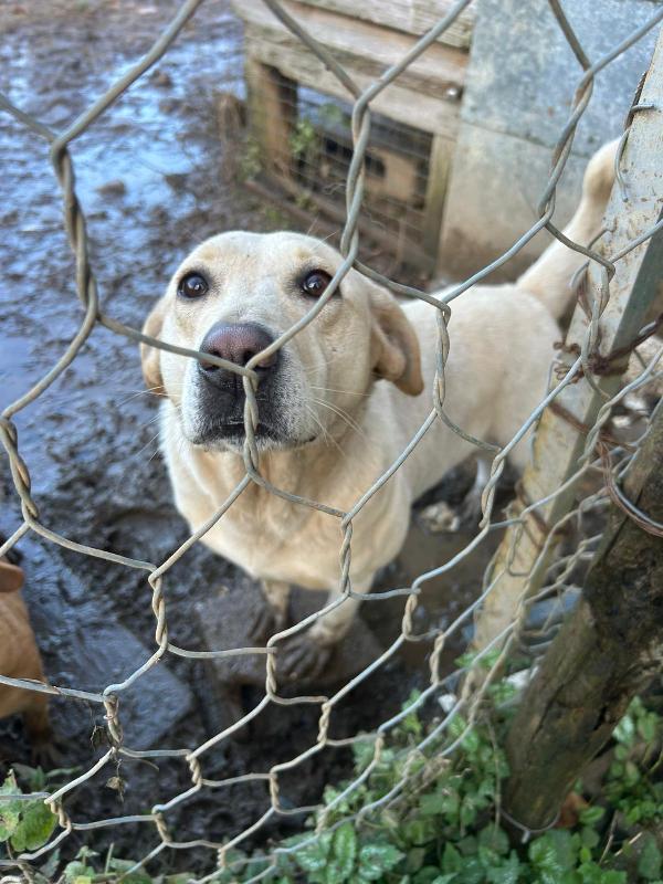 Sonia splendida simil Labrador cerca casa  Foto 4