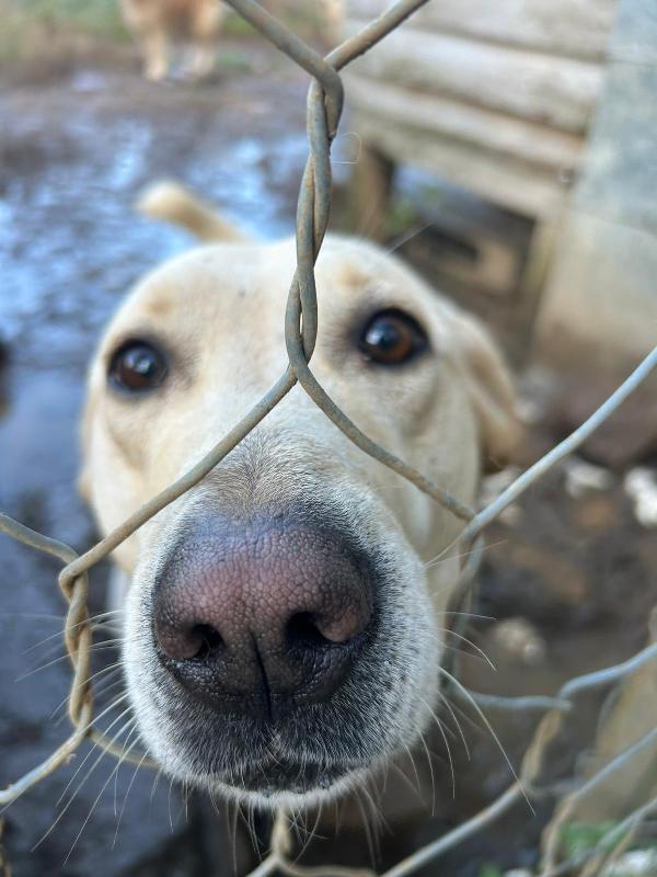 Sonia splendida simil Labrador cerca casa  Foto 6