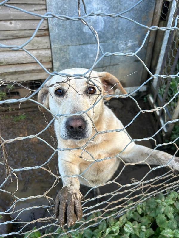 Sonia splendida simil Labrador cerca casa  Foto 7