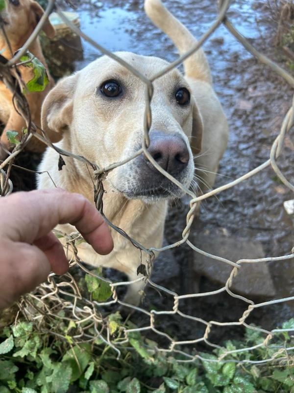 Sonia splendida simil Labrador cerca casa  Foto 9