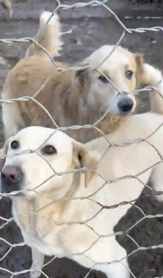 Susy splendida cagnolona cerca casa  Foto 3