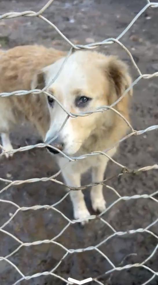 Susy splendida cagnolona cerca casa  Foto 4