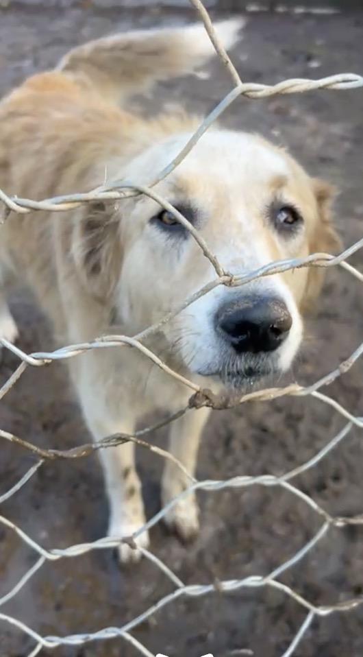 Susy splendida cagnolona cerca casa  Foto 5