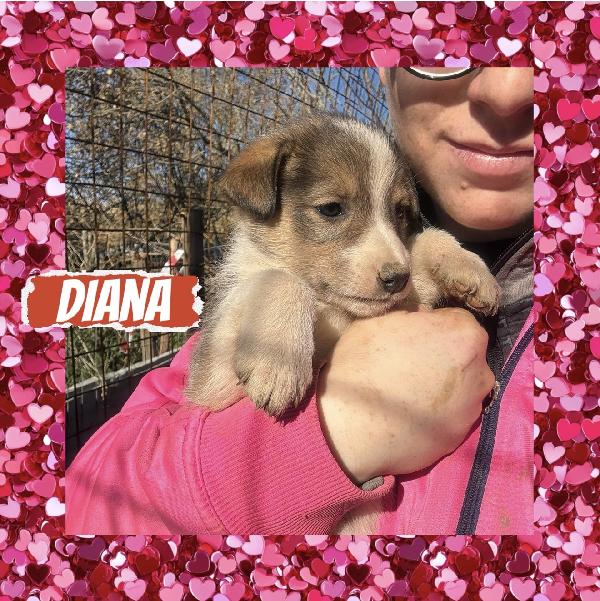 💕🐾 Diana 🐾💕 Splendida Cucciola Taglia Medio Piccola In Adozione 
