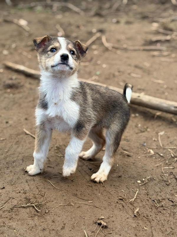 💕🐾 diana 🐾💕 splendida cucciola taglia medio piccola in adozione  Foto 3