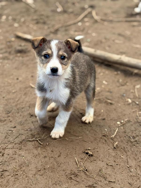 💕🐾 diana 🐾💕 splendida cucciola taglia medio piccola in adozione  Foto 6