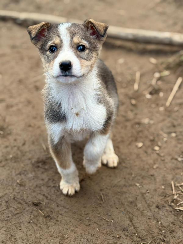 💖🐾 diana 🐾💖 splendida cucciola taglia medio piccola in adozione  Foto 2