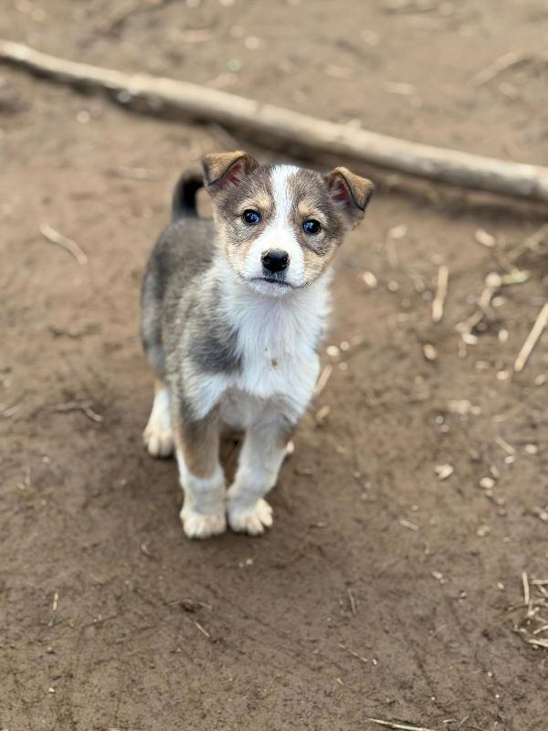💖🐾 diana 🐾💖 splendida cucciola taglia medio piccola in adozione  Foto 4