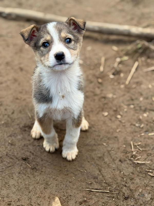 💖🐾 diana 🐾💖 splendida cucciola taglia medio piccola in adozione  Foto 5