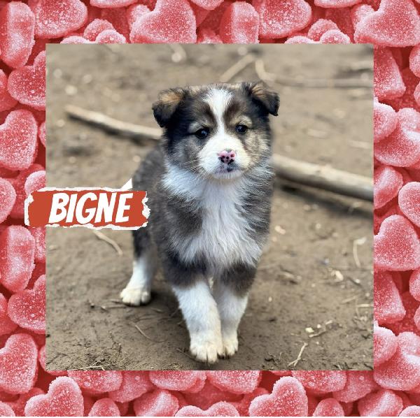 🌼🐾 Bignè 🐾🌼 Dolce Cucciola In Adozione Taglia Medio Piccola 