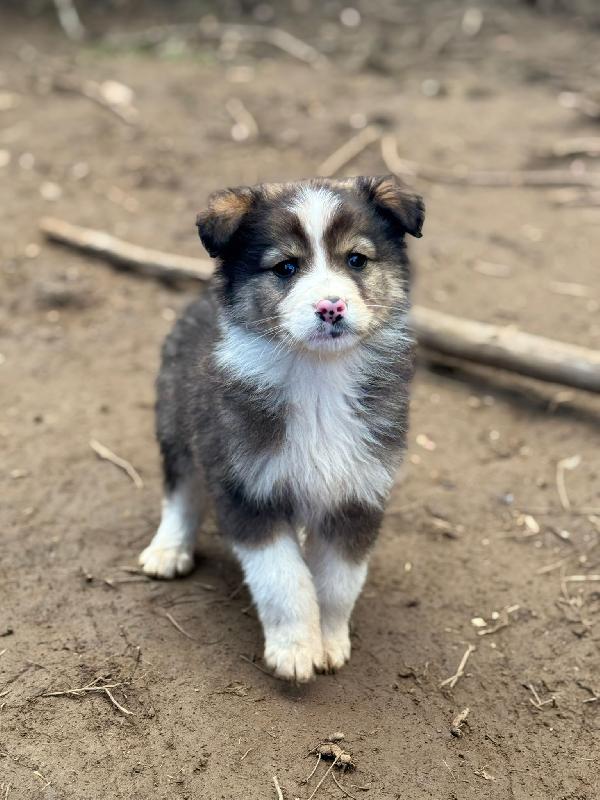 🌼🐾 bignè 🐾🌼 dolce cucciola in adozione taglia medio piccola  Foto 2