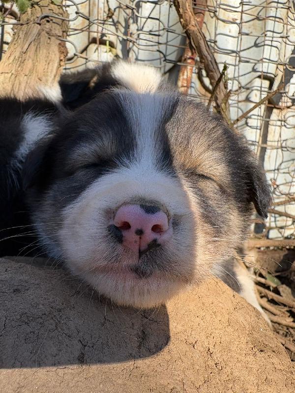 🌼🐾 bignè 🐾🌼 dolce cucciola in adozione taglia medio piccola  Foto 4