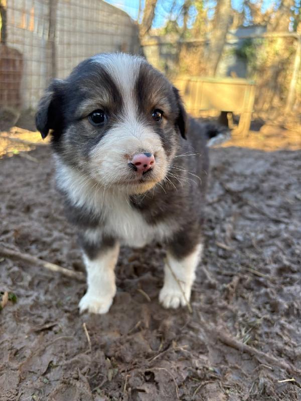 🌼🐾 bignè 🐾🌼 dolce cucciola in adozione taglia medio piccola  Foto 6