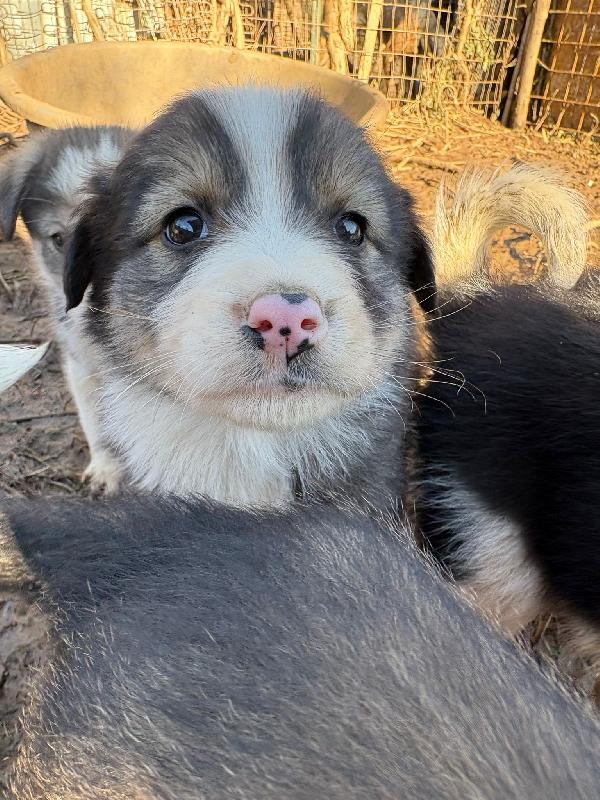 🌼🐾 bignè 🐾🌼 dolce cucciola in adozione taglia medio piccola  Foto 5