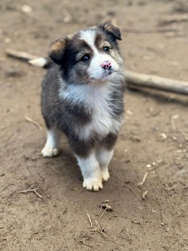 🌸🐾 bignè 🐾🌸 meravigliosa cucciola in adozione taglia medio piccola  Foto 3