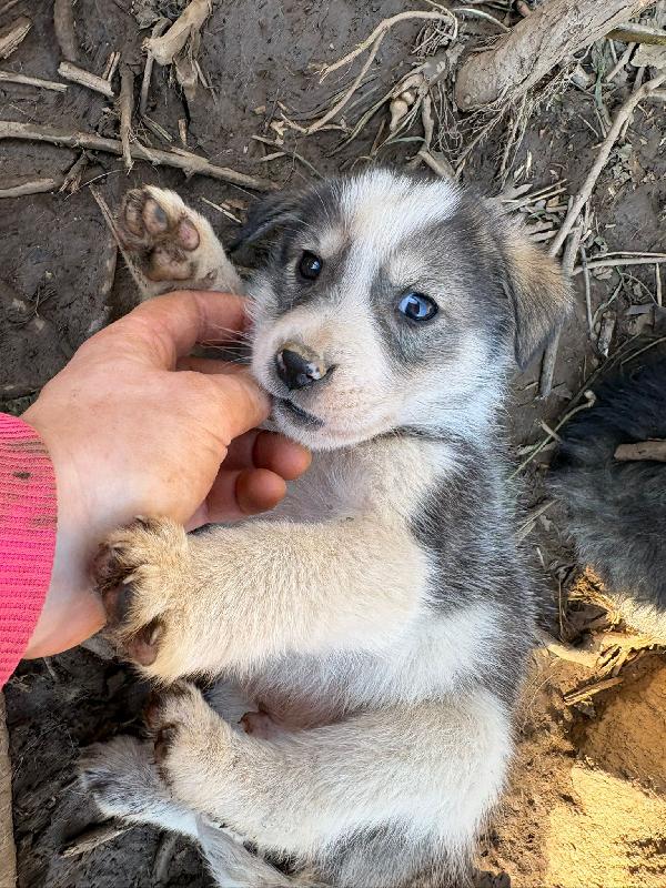 💙🐾 axel 🐾💙 dolcissimo splendido cucciolo in adozione taglia medio piccola  Foto 2