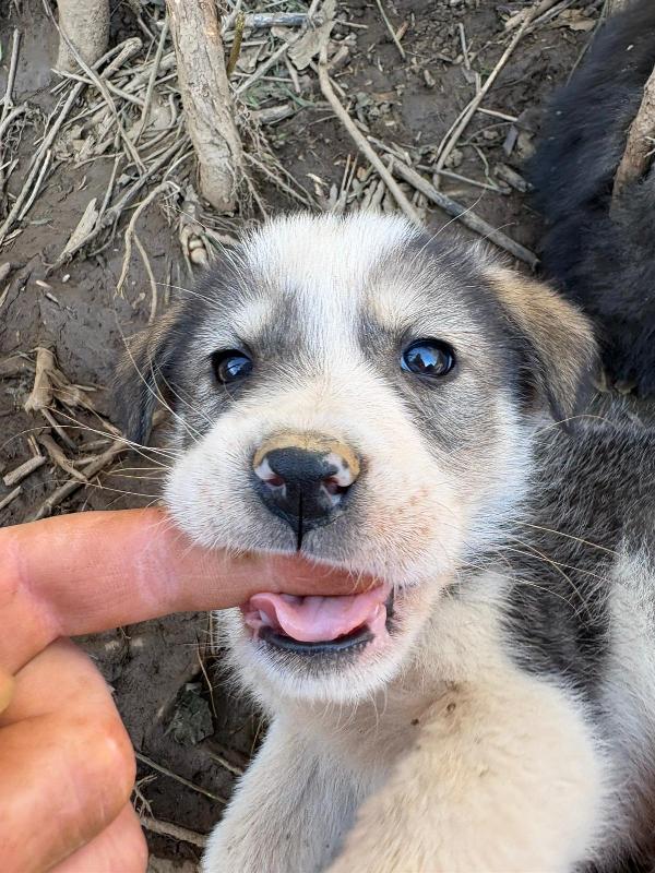 💙🐾 axel 🐾💙 dolcissimo splendido cucciolo in adozione taglia medio piccola  Foto 3