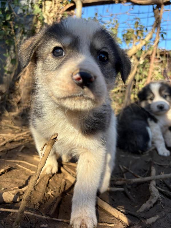 💙🐾 axel 🐾💙 dolcissimo splendido cucciolo in adozione taglia medio piccola  Foto 4