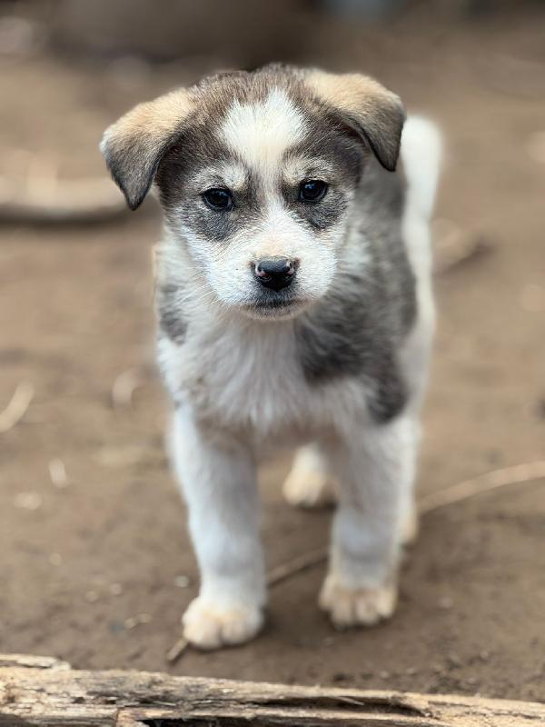 💙🐾 axel 🐾💙 dolcissimo splendido cucciolo in adozione taglia medio piccola  Foto 6