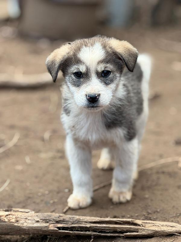 💙🐾 axel 🐾💙 dolcissimo splendido cucciolo in adozione taglia medio piccola  Foto 7