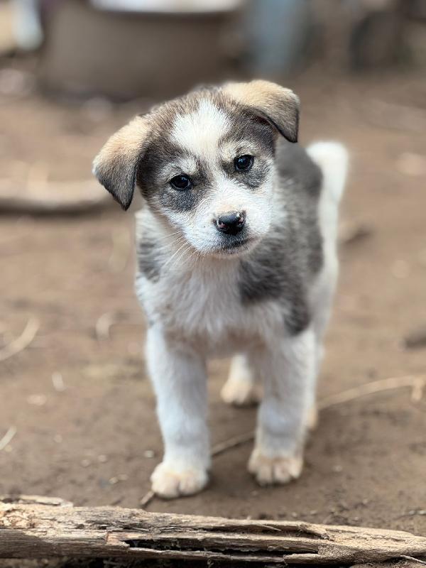 💙🐾 axel 🐾💙 dolcissimo splendido cucciolo in adozione taglia medio piccola  Foto 8