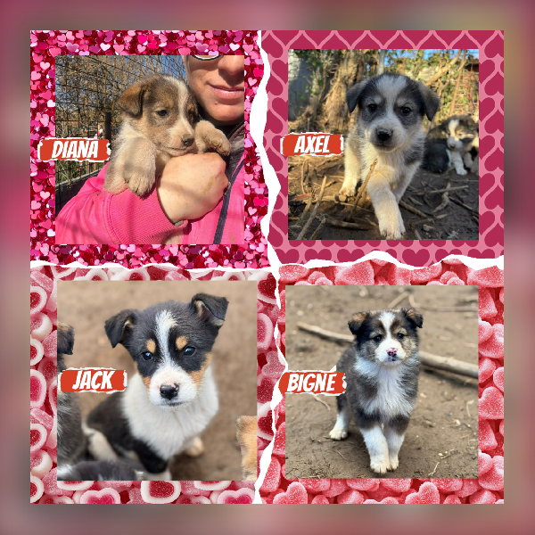 ♥️🐾 Cuccioli 🐾♥️ Dolcissimi In Adozione Taglia Medio Piccola 