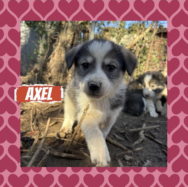 ♥️🐾 cuccioli 🐾♥️ dolcissimi in adozione taglia medio piccola  Foto 5