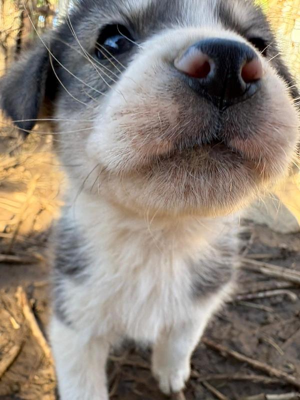 ♥️🐾 cuccioli 🐾♥️ dolcissimi in adozione taglia medio piccola  Foto 6