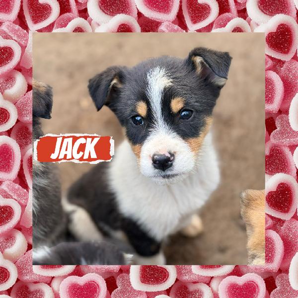 ♥️🐾 cuccioli 🐾♥️ dolcissimi in adozione taglia medio piccola  Foto 10