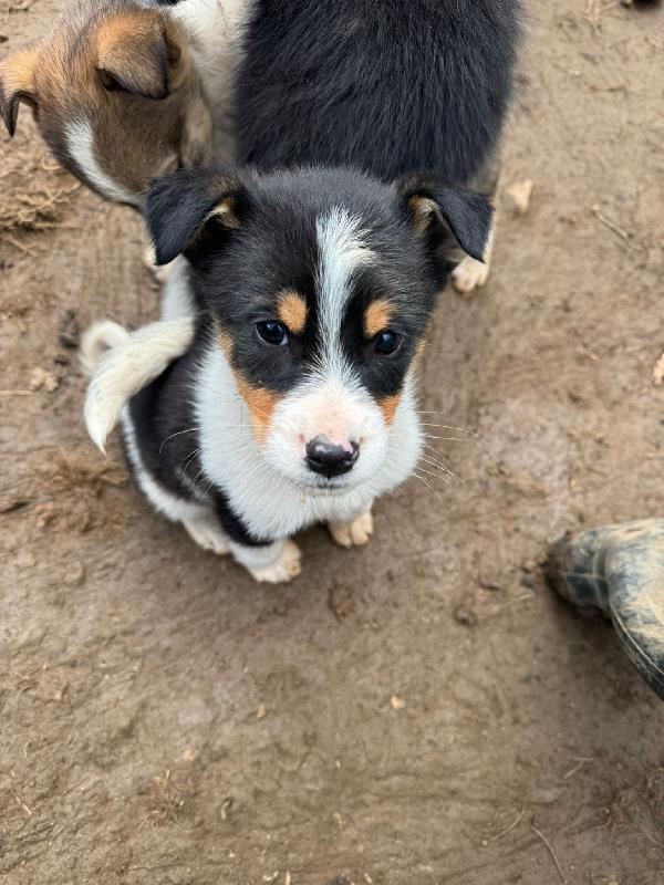 ✨🐾 jack 🐾✨ splendido dolce cucciolo in adozione taglia medio piccola  Foto 2
