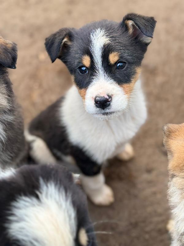 ✨🐾 jack 🐾✨ splendido dolce cucciolo in adozione taglia medio piccola  Foto 4