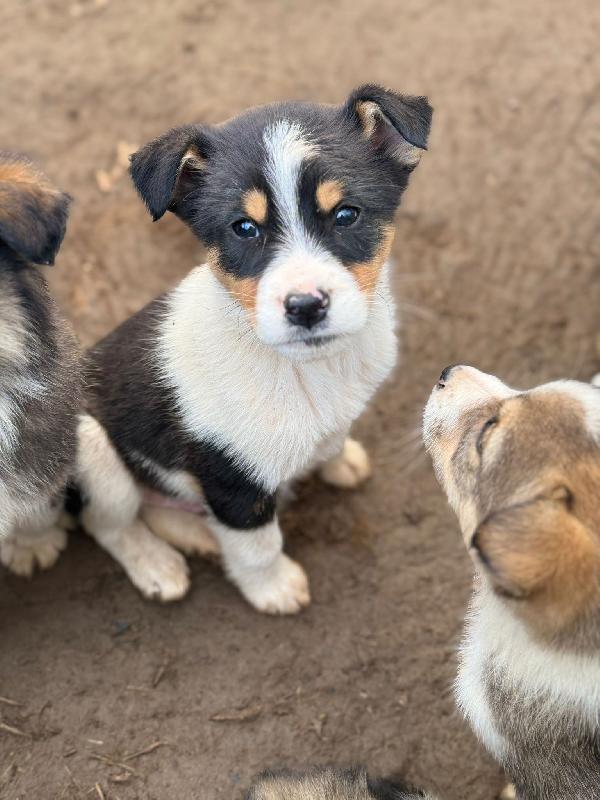 ✨🐾 jack 🐾✨ splendido dolce cucciolo in adozione taglia medio piccola  Foto 5