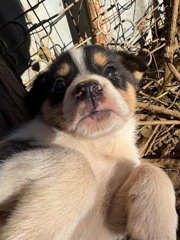 ✨🐾 jack 🐾✨ splendido dolce cucciolo in adozione taglia medio piccola  Foto 7