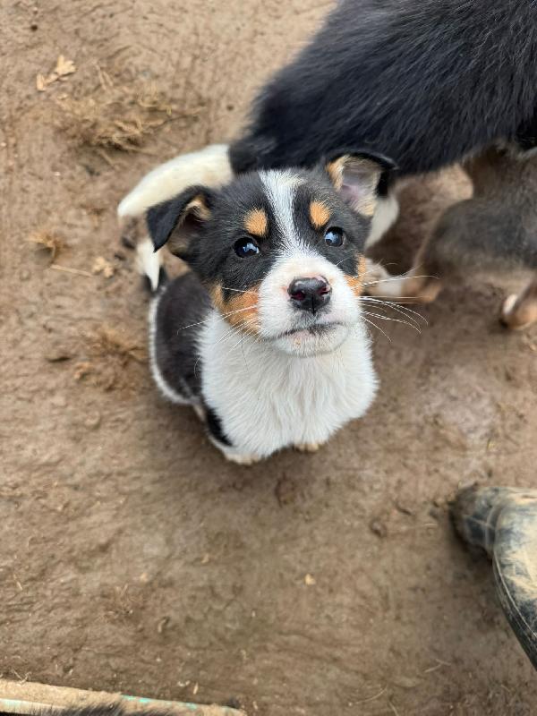 🔆🐾 jack 🐾🔆 splendido tenero cucciolo in adozione taglia medio piccola  Foto 3