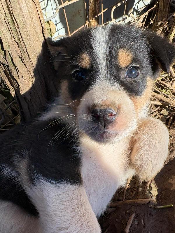 🔆🐾 jack 🐾🔆 splendido tenero cucciolo in adozione taglia medio piccola  Foto 6