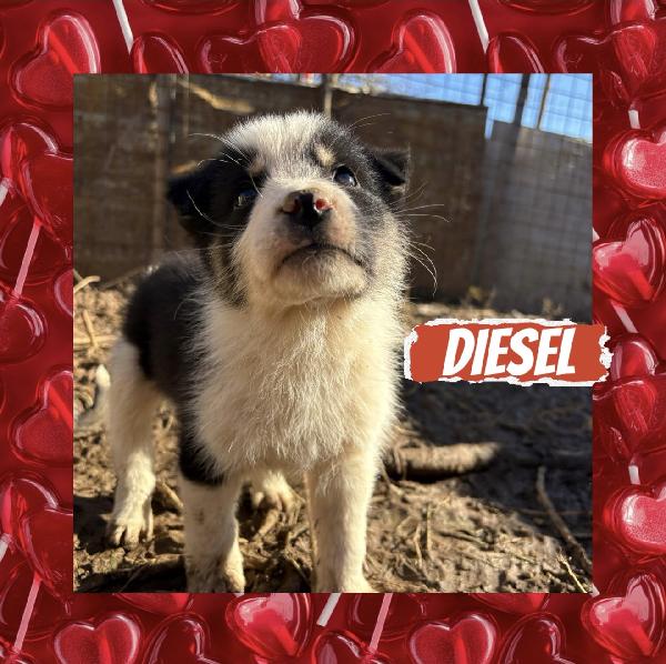 💙🐾 Diesel 🐾💙 Tenero Splendido Cucciolo In Adozione Taglia Medio Piccola 