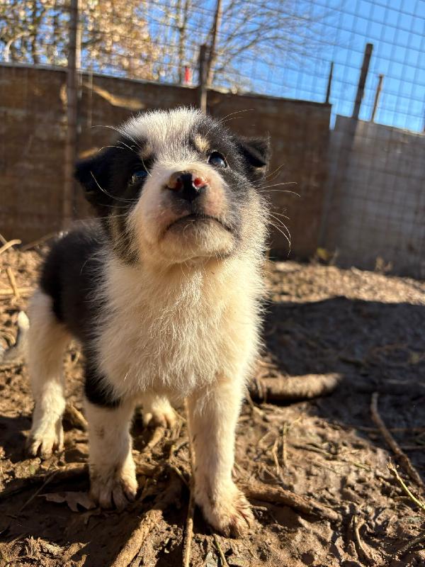 💙🐾 diesel 🐾💙 tenero splendido cucciolo in adozione taglia medio piccola  Foto 2