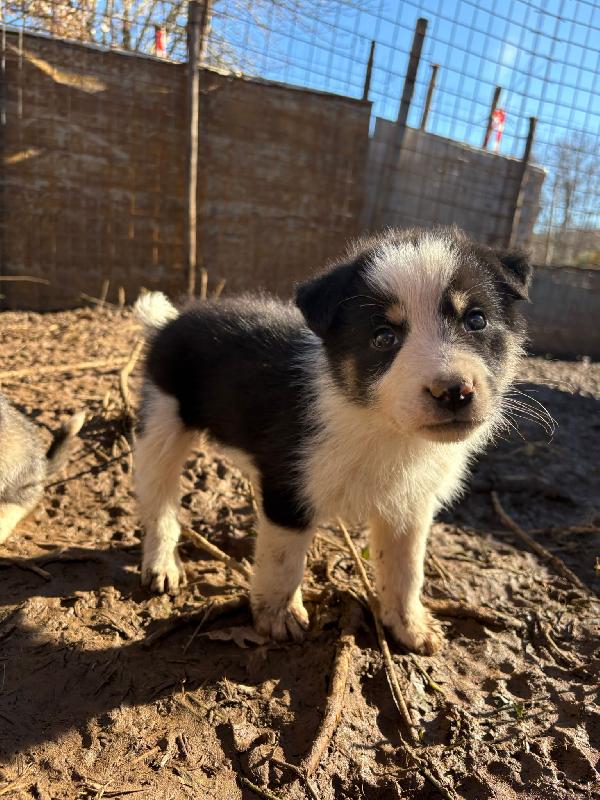 💙🐾 diesel 🐾💙 tenero splendido cucciolo in adozione taglia medio piccola  Foto 3