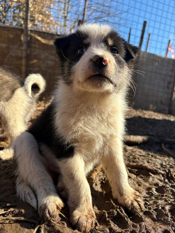 💙🐾 diesel 🐾💙 tenero splendido cucciolo in adozione taglia medio piccola  Foto 4